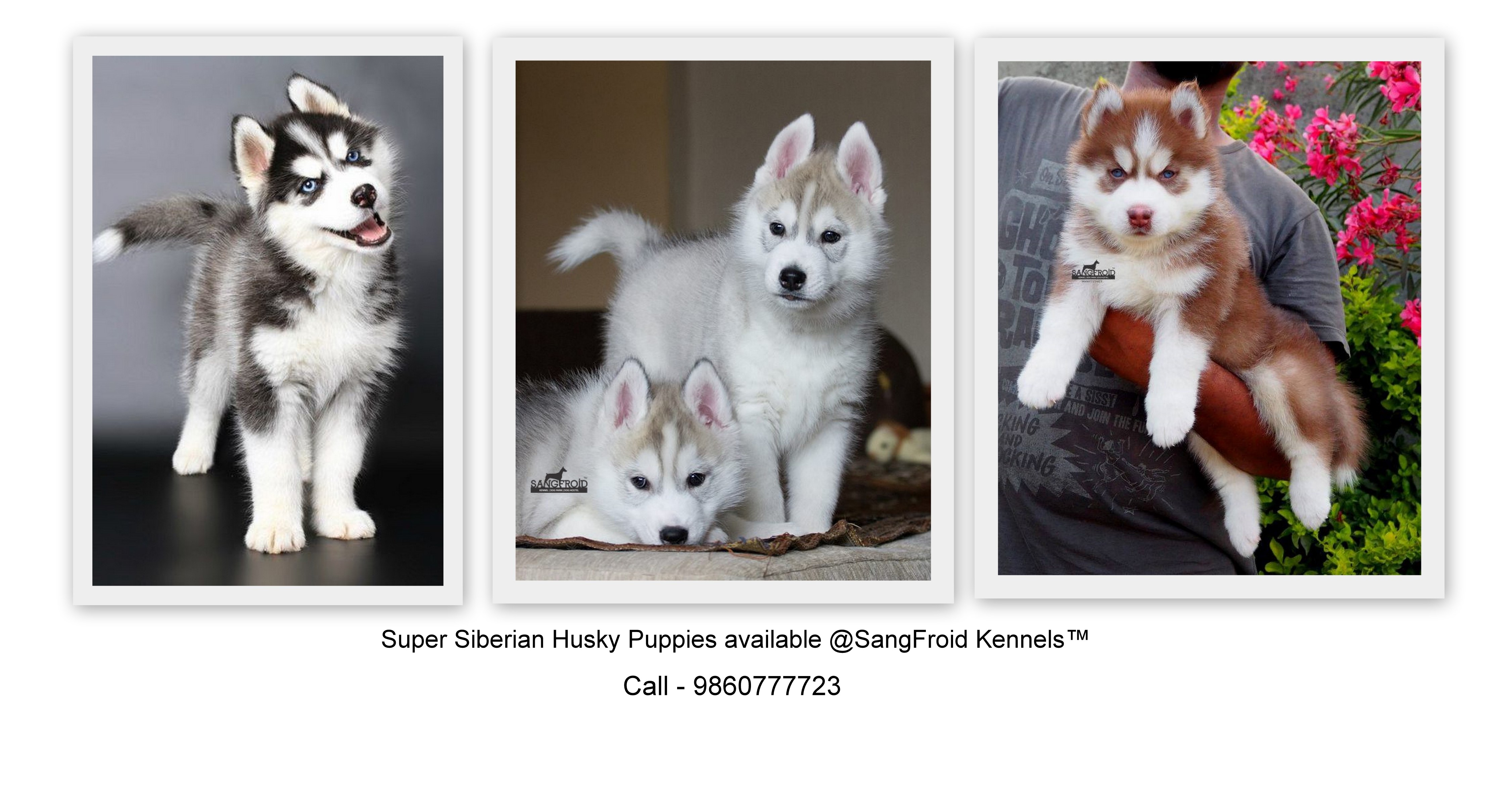 Siberian Husky puppies from Mumbai. Breeder: Swapnil